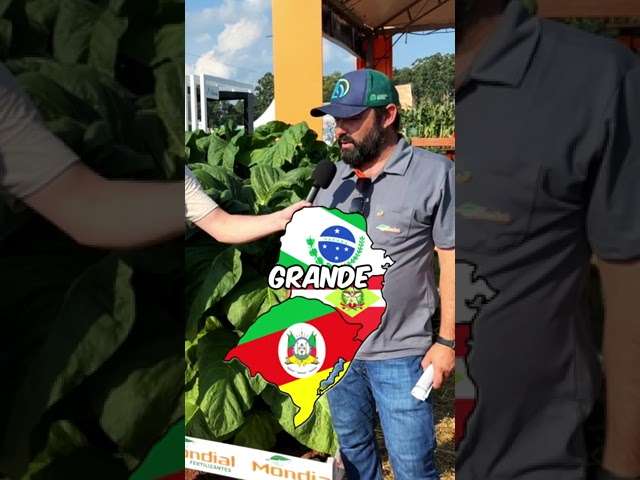 Quanto fatura um plantador de fumo?  #calculo #matematica #dinheiro #tabaco #conhecimento