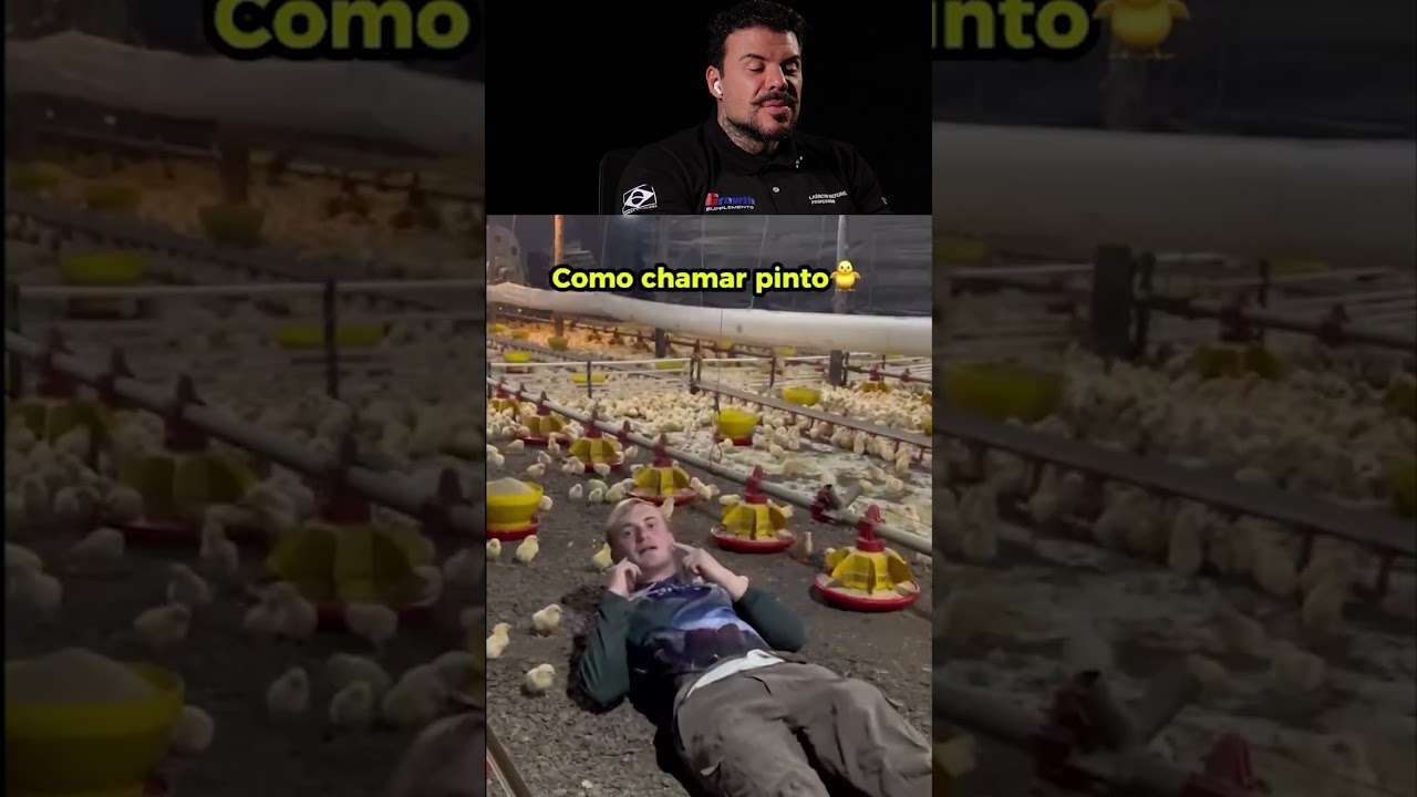 Aprenda a chamar pintinhos